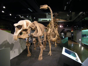 44. Donosaur Walk, Melbourne Museum