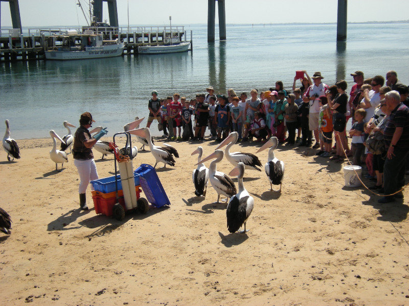 10. Pelican Feeding, St Remo, Victoria