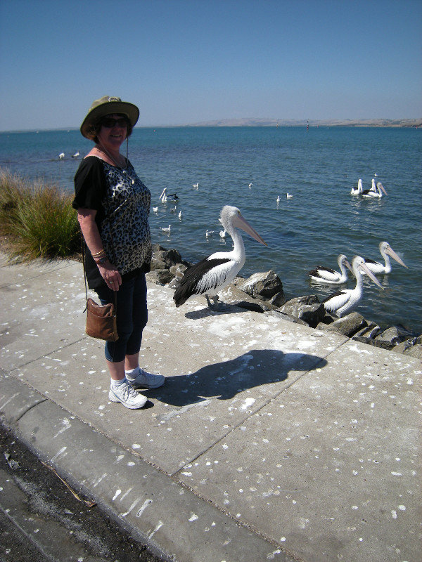 18. M with the Pelicans, Philip Island Coastal Walk