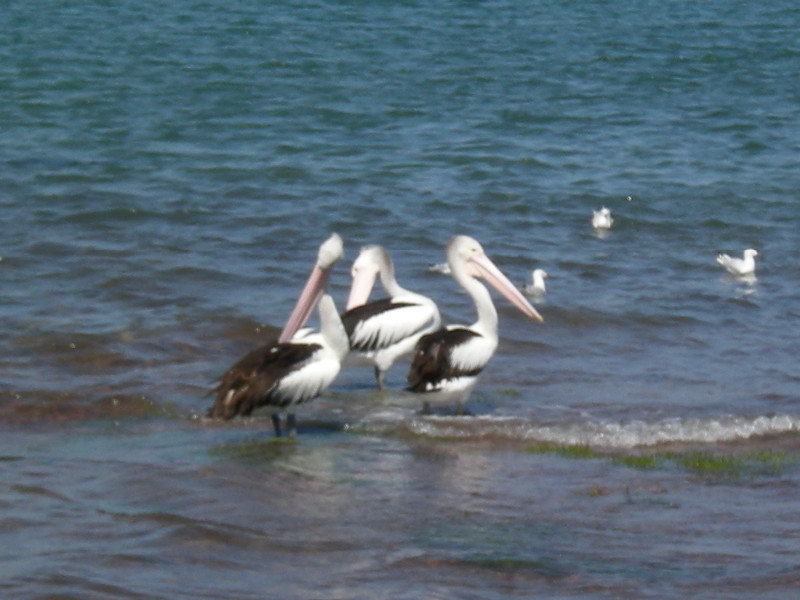 19. Pelicans, Philip Island Coastal Walk