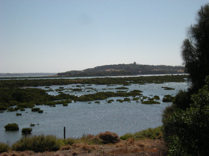 25. Mangroves & Sea Grass Looing towards Churchill Island