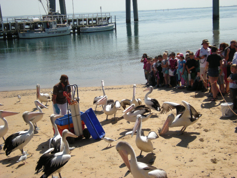2. Pelican Feeding, St Remo, Victoria