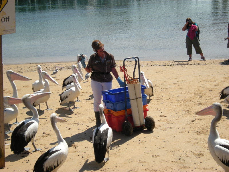 3. Pelican Feeding, St Remo, Victoria