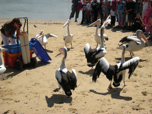 5. Pelican Feeding, St Remo, Victoria