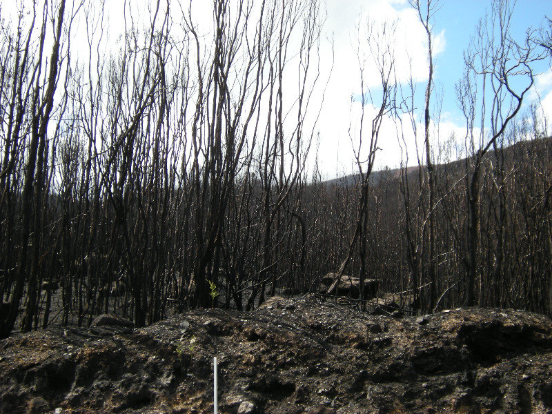 16. Forests Destroyed by the Wildfires Before Christmas