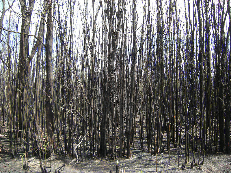 17.  Forests Destroyed by the Wildfires Before Christmas