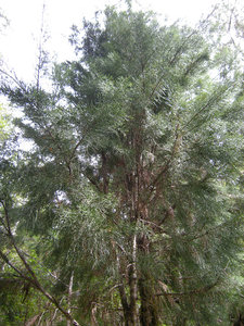 64. Huon Pine Tree, Heritage Landing Walk