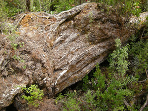 62. The Fallen Giant Huon Pine