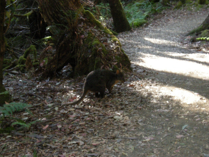 56. Pademelon or Bennetts Wallaby, Russell Falls