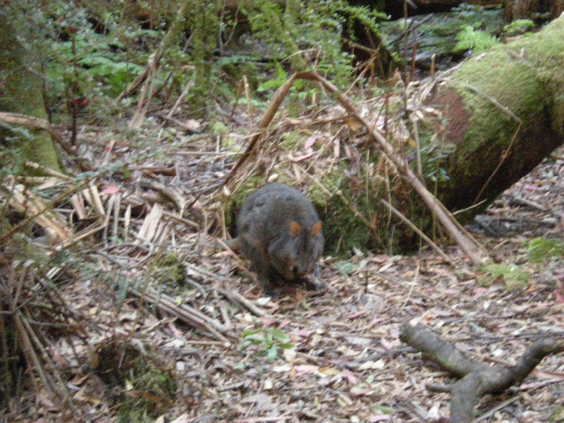 57. Pademelon or Bennetts Wallaby