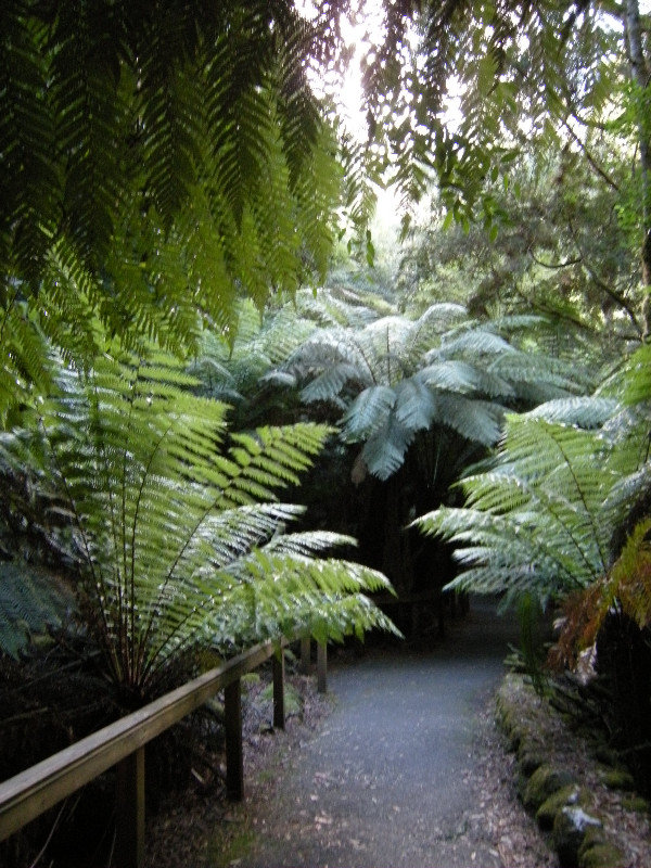 43. Ferns in the Rainforest, Russell Falls Walk