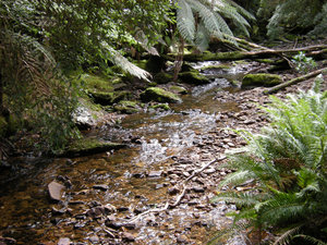 19. The Nelson Falls Trout Stream