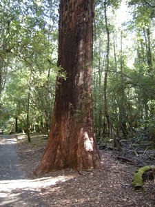 36. Towering Swamp Gum Tree