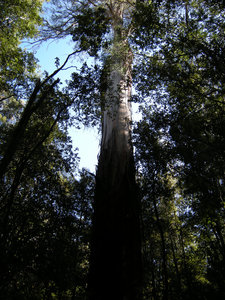 37. Swamp Gum Tree