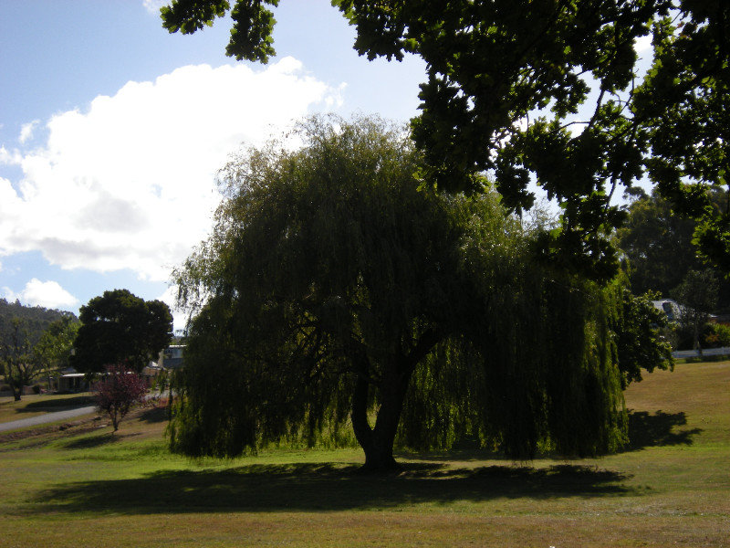 38. Willow Tree at Port Arthur