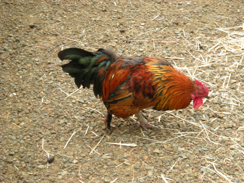 3. One of Ashley's Parents Two Remaining Chooks
