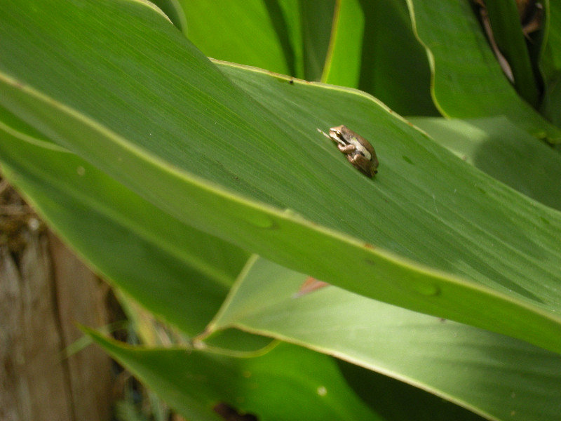 12. Tree Frog in the Gleave's Garden