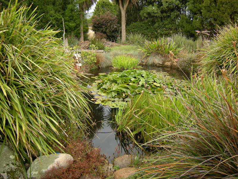 17. The Pond in Geoff and Elizabeth's Garden