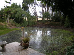 31. The Pond in Geoff and Elizabeth's Garden