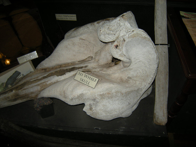 20. The Skull of a Sei Whale