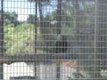 25.  Aviary with St Vincent Parrot