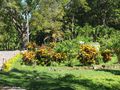8. Dominica Botanical Gardens