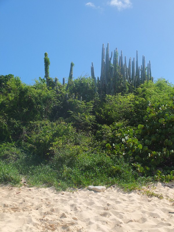 51. Mangroves and Cactus at Devil's Bay