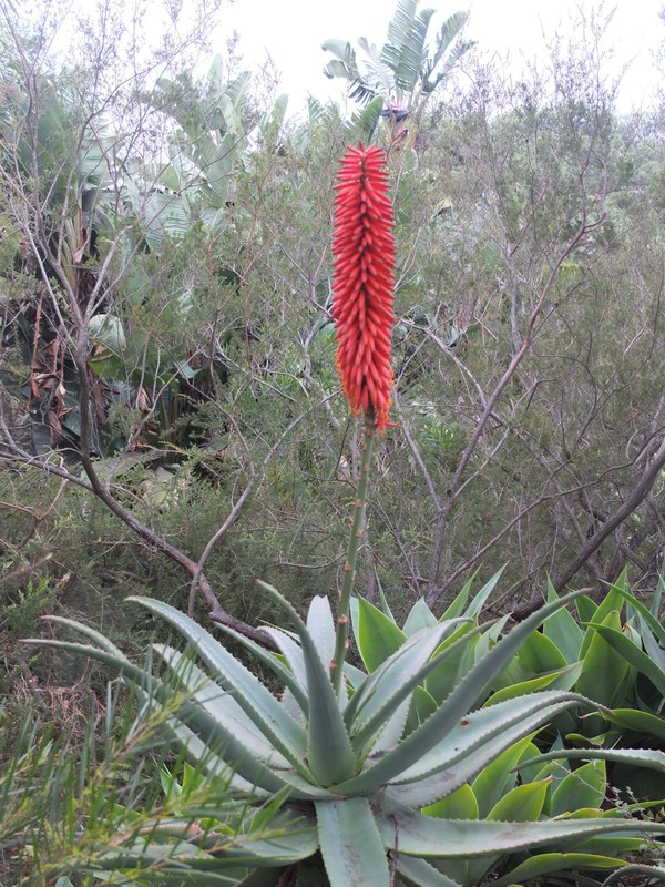 10. Red Hot Poker Plant in Botanical Gardens