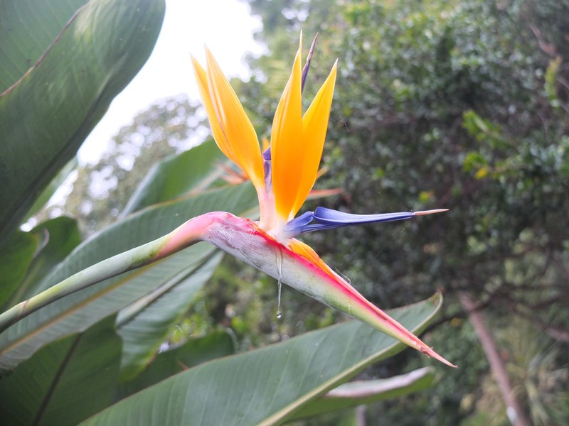 27. Bird of Paradise Plant at the Botanic Gardens