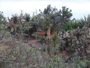 31. Cactus & Succulent Garden at the Jardim Botanico