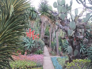 32. Cactus & Succulent Garden at the Jardim Botanico