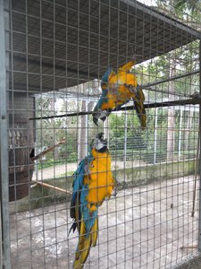 39. Amazonian Parrots