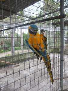 40. Amazon Parrots