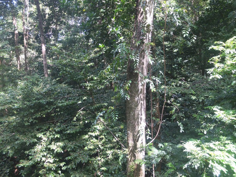 8.  The Rainforest from the Tram
