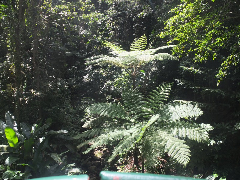 10. Ferns from the Tram