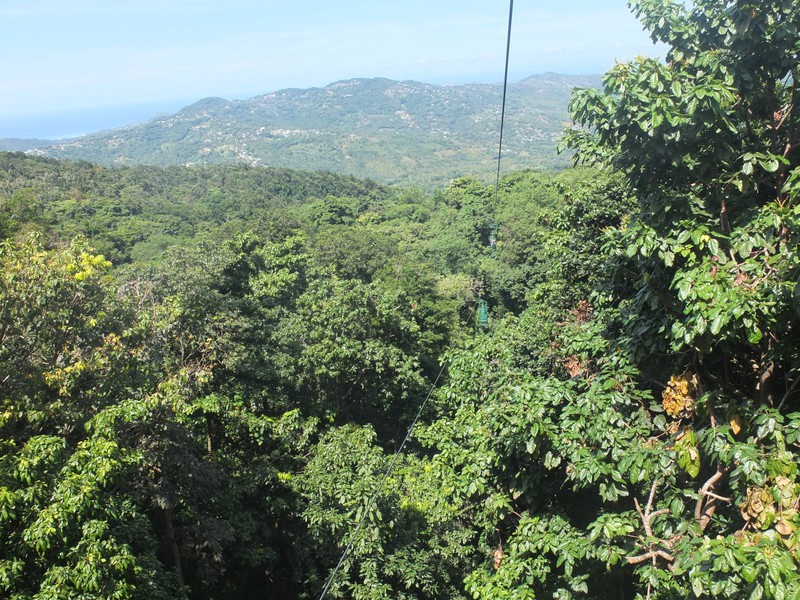 16. The Rainforest Canopy