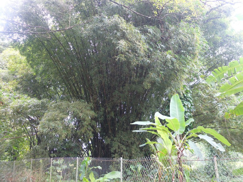 4. Bamboo