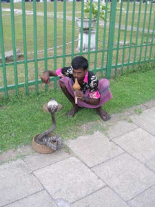 Colombo - Snake Charmer