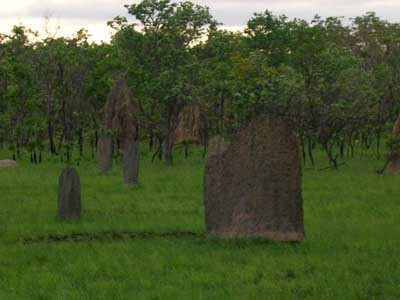 Darwin - Litchield National Park Termite Mounds