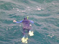 Great Barrier Reef - D Snorkelling