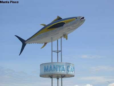 Manta  - Pisce