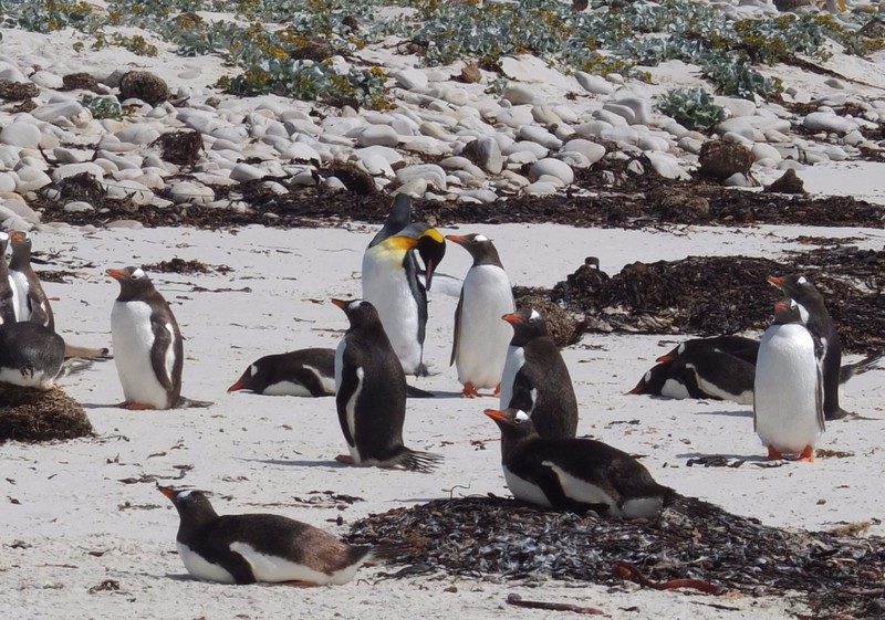 30a.  Gentoo and King Penguins