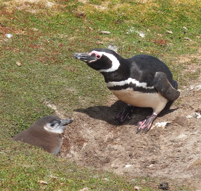 58.  Magellanic Penguin & Chick