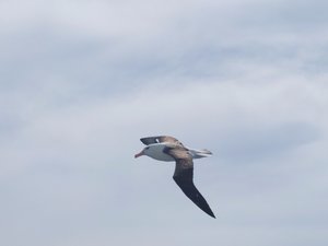 2. Black-Browed Albatross