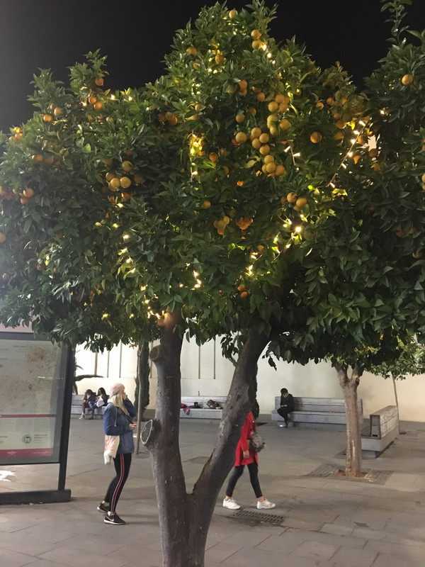 Christbäume in Spanien: Orangenbäume mit Lichterketten