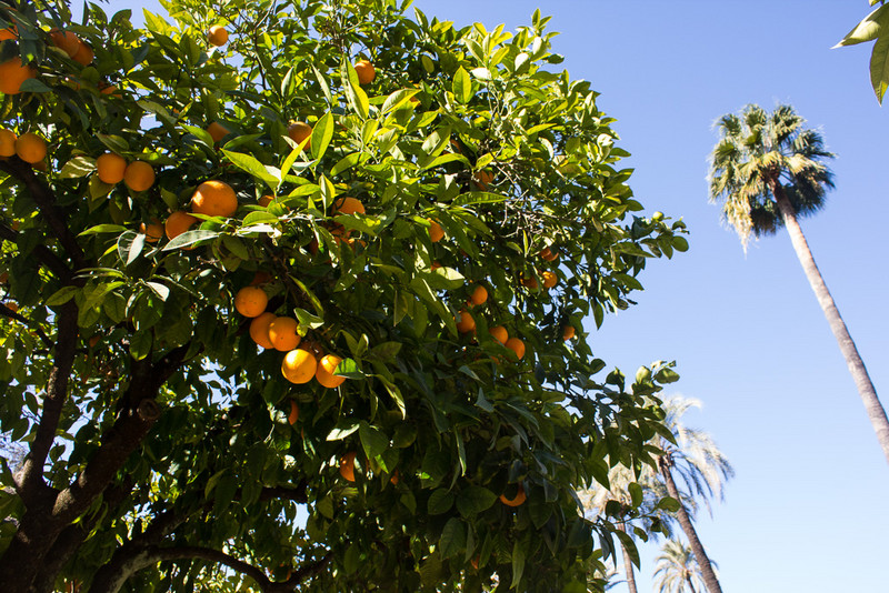 Orangenbäume in voller Pracht neben Palmen