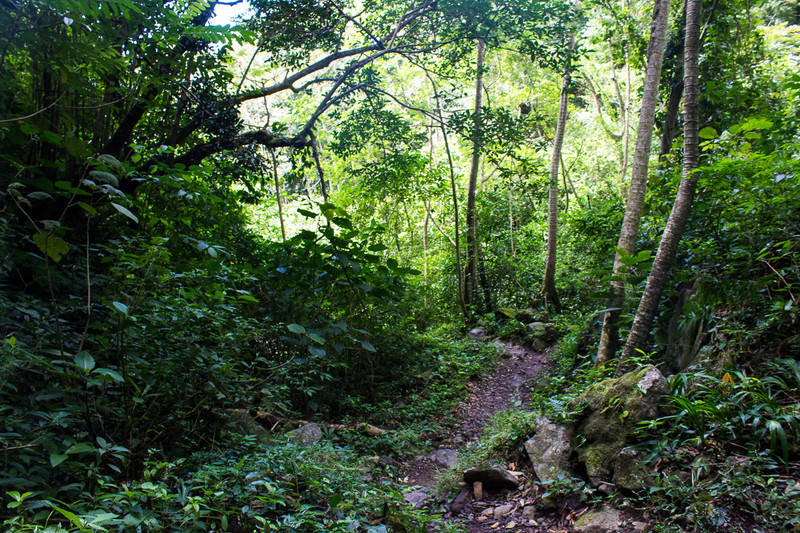 Regenwald in Ometepe