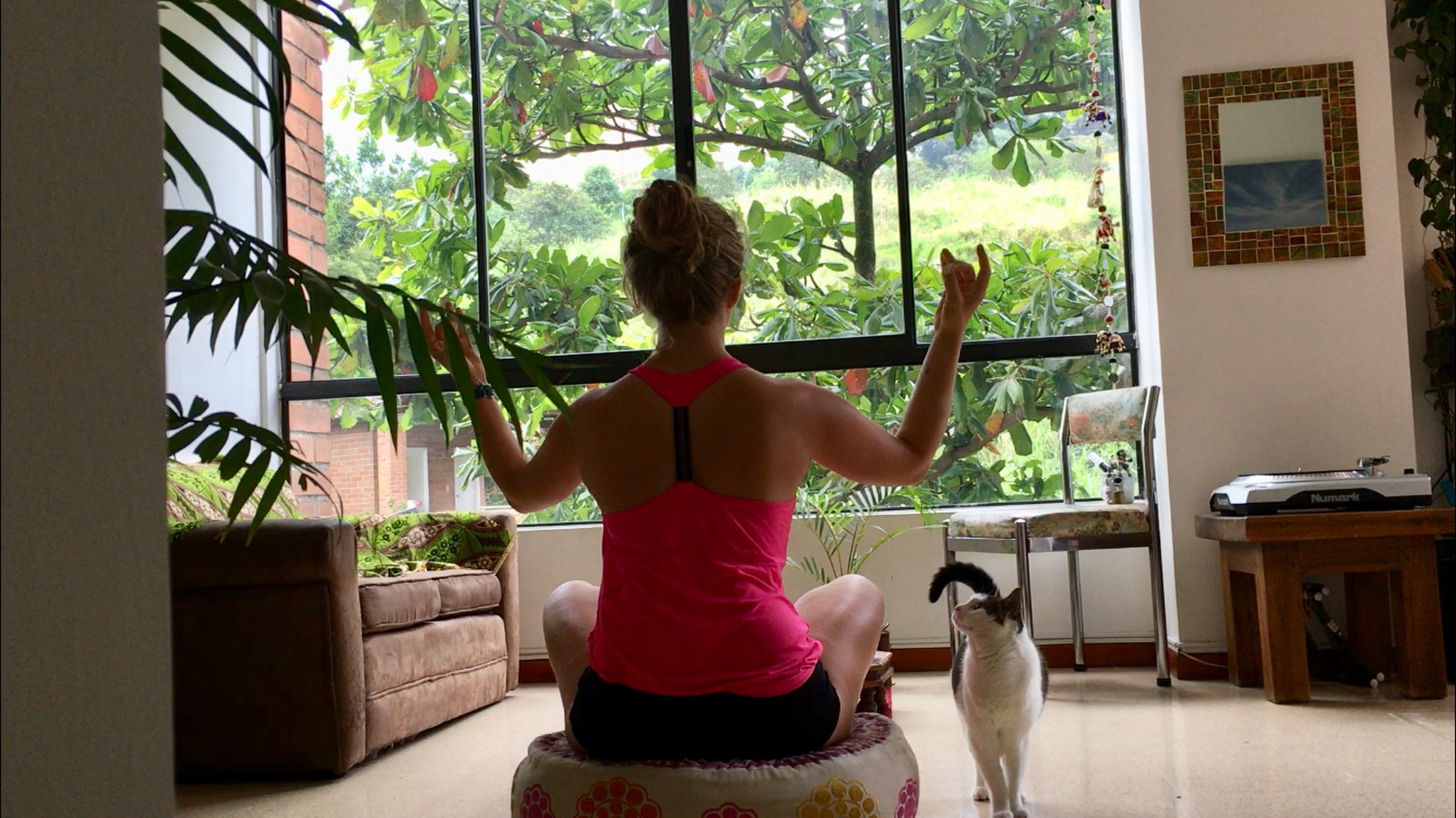 Meine Mitbewohnerin in Medellín - Frau Katze - wundert Meine Mitbewohnerin in Medellín - Frau Katze - wundert