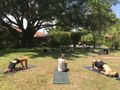 Yoga-Stunde unterm Baum