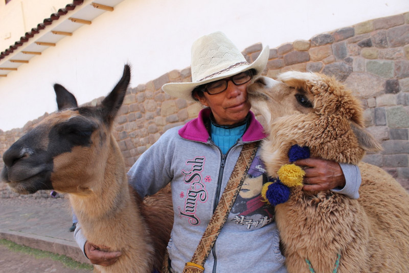 Lamas in Cusco